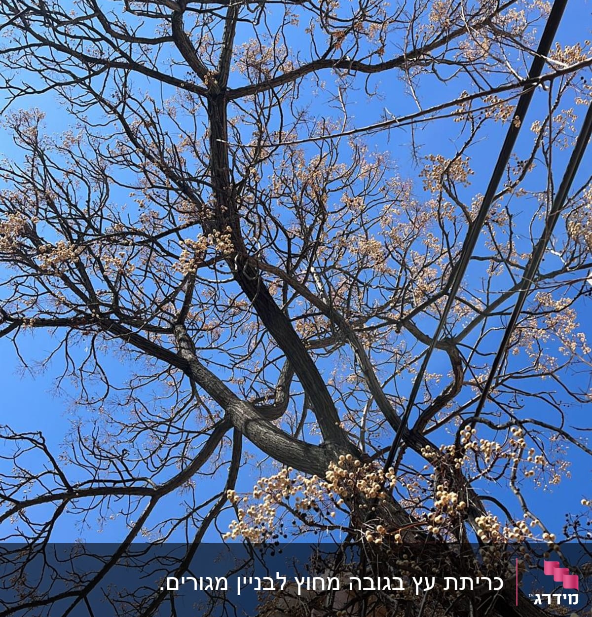 עץ עם ענפים יבשים ופרחים חומים